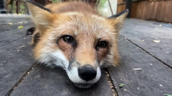   © YouTube / Ли Сяо / Alice the Fox