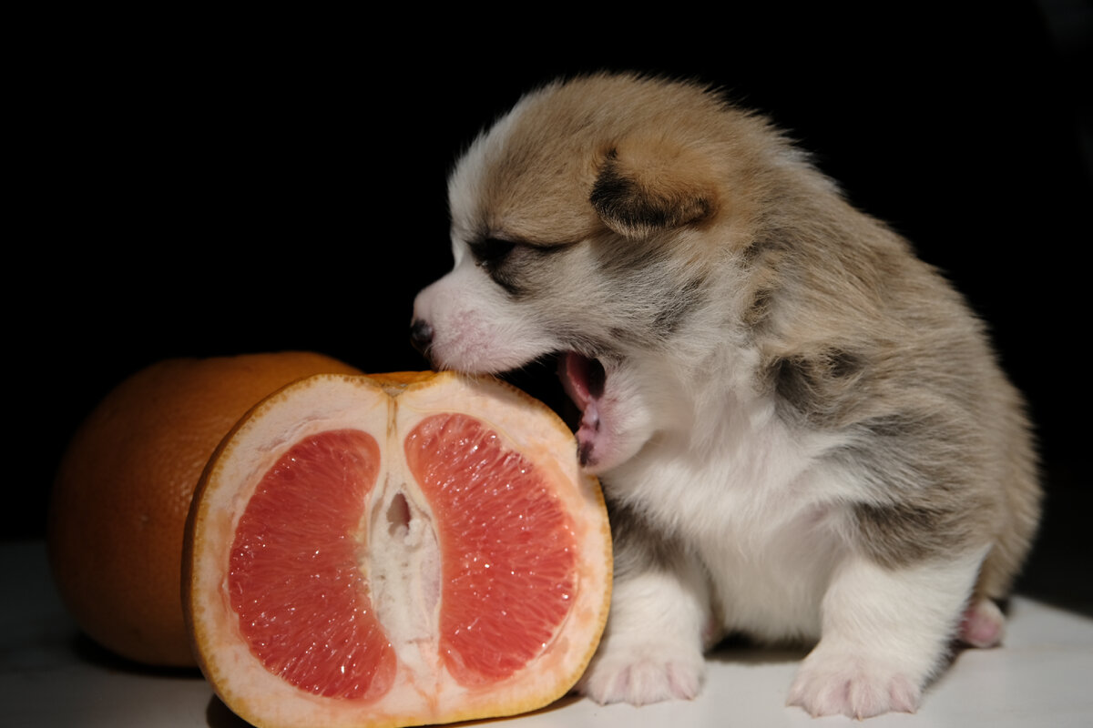 Питомник корги Ами де Комов