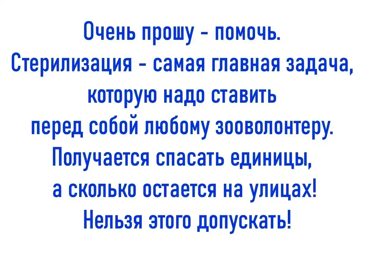 Продолжение поста «У меня новый искалеченный котёнок. Порезался о  консервную банку очень сильно» | Animalrescueed | Дзен