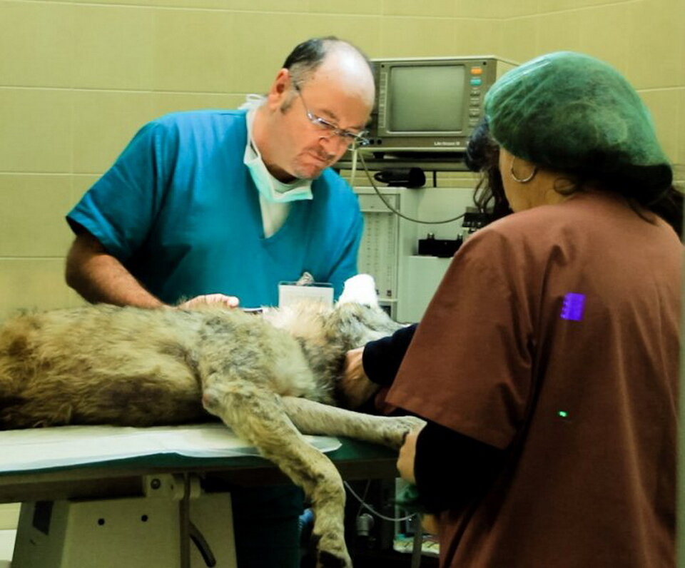 В центре спасения Наварра сразу попал на стол к хирургам