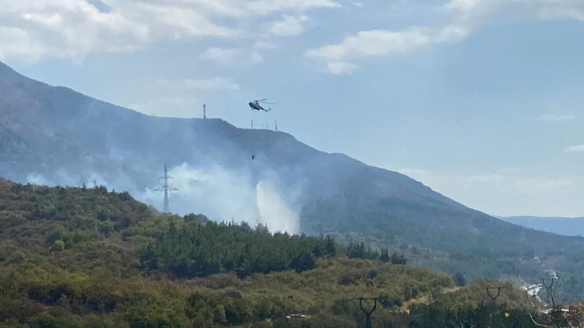     Огонь уничтожил 118 га реликтовых лесов, а с ними и краснокнижных животных и насекомых.