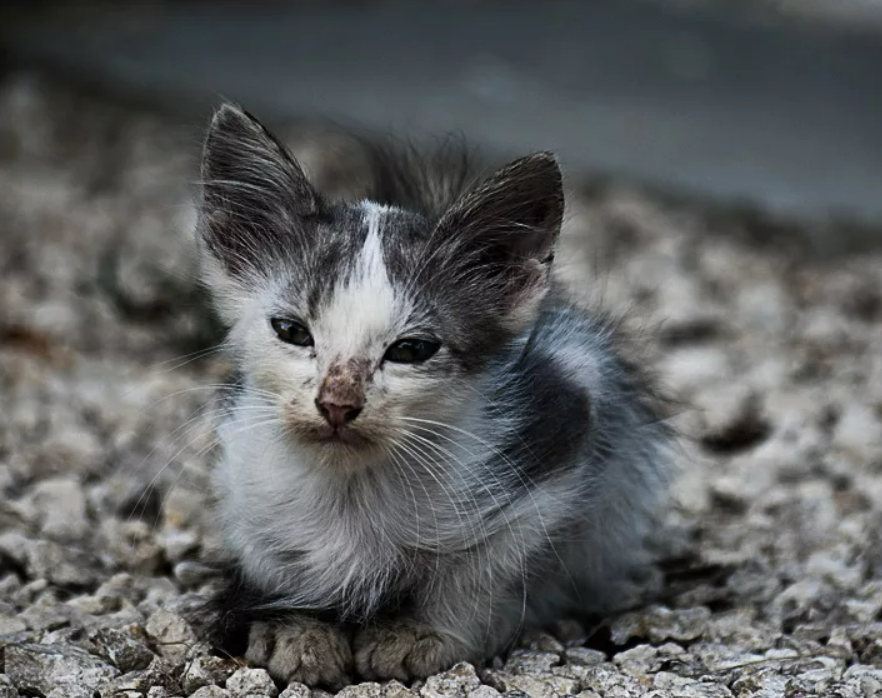 Бездомные котята. Бездомный. Уличные котята. Маленькие бездомные котята.