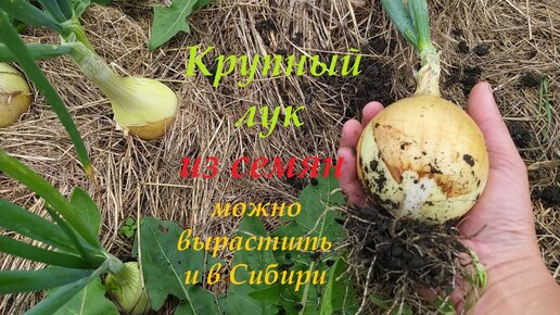 Как вырастить крупный ЛУК ИЗ СЕМЯН (эксибишен) в Сибири и на севере