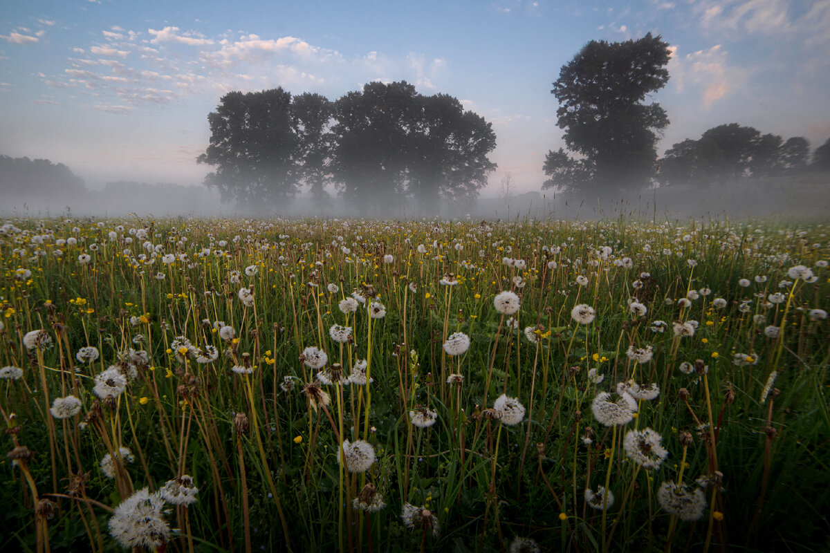 Одуванчики