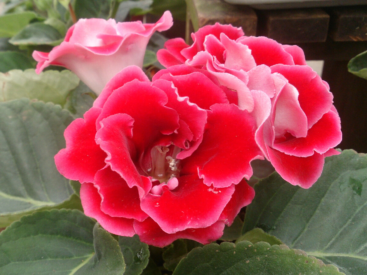 Синнингия. Фото: commons.m.wikimedia.org