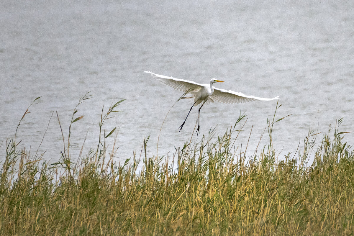 "Трава щекотная!" Мой кадр с Коргалжынского заповедника для настроение вам, друзья!