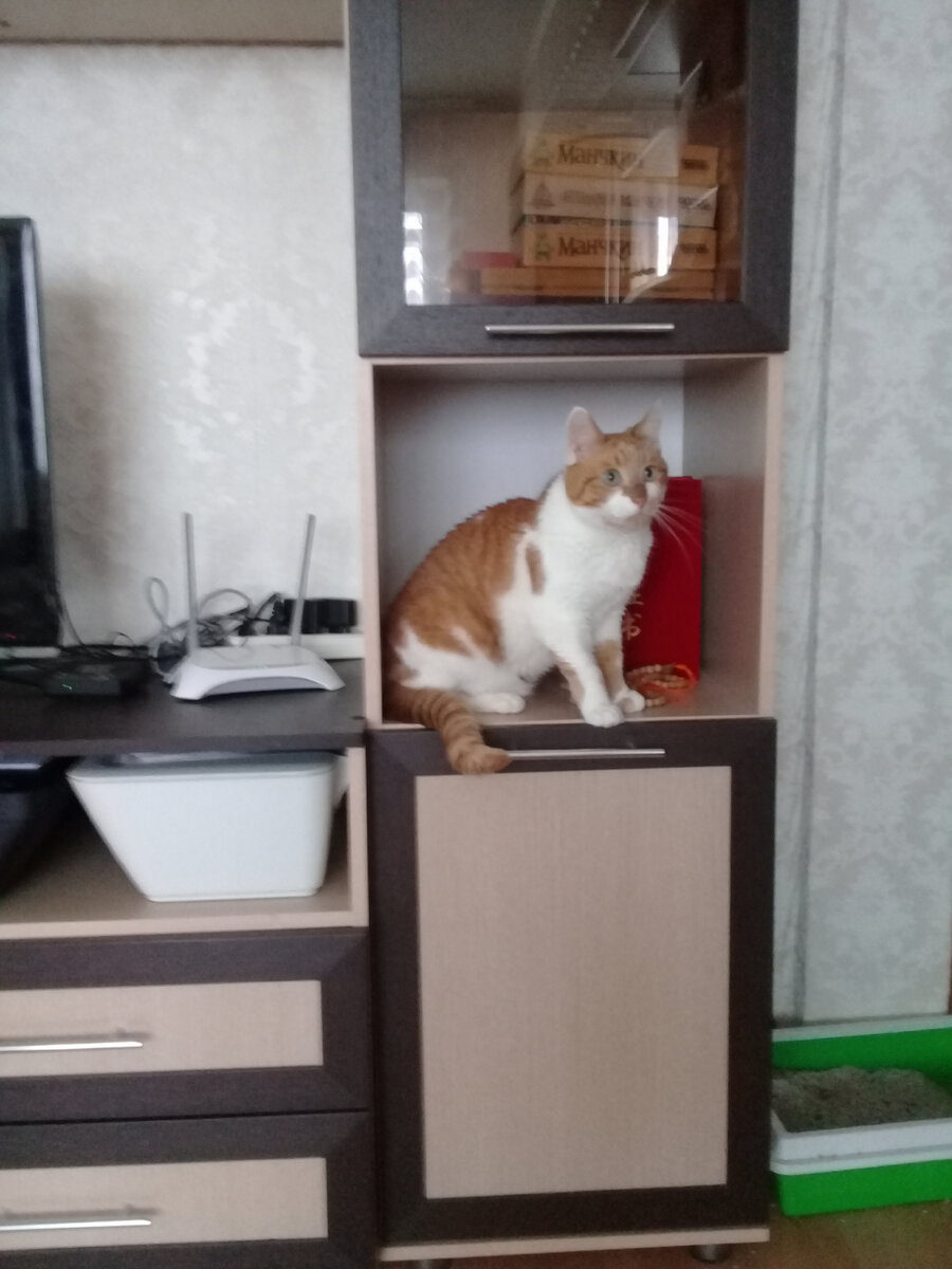 Клички кота