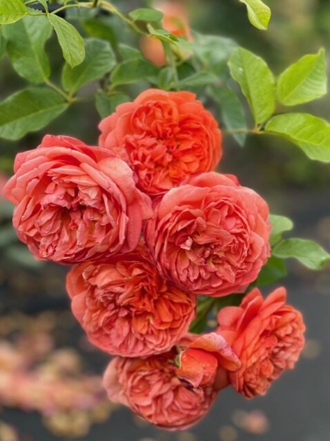 Английская Роза Саммер сонг 