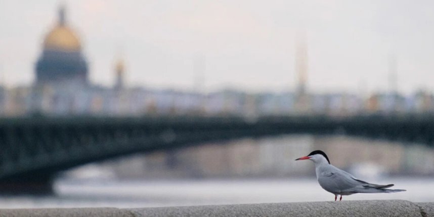    Алёна Бобрович.