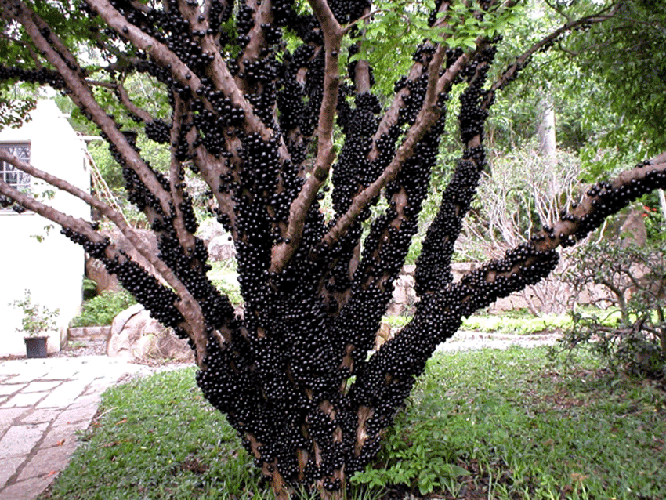 Условия для выращивания жаботикаба