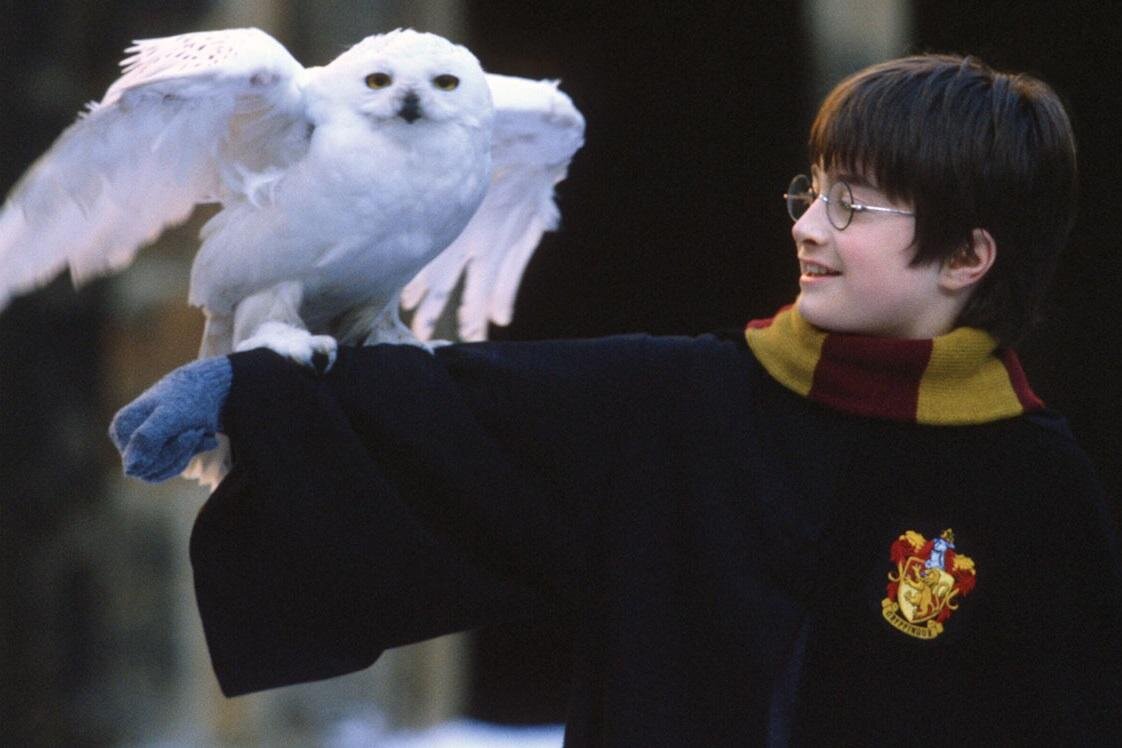 Harry potter reader. Гарри Поттер и Букля фото. Hedwig Гарри Поттер.