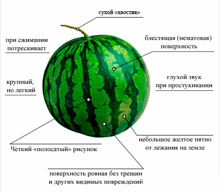 Признаки того, что арбуз созрел