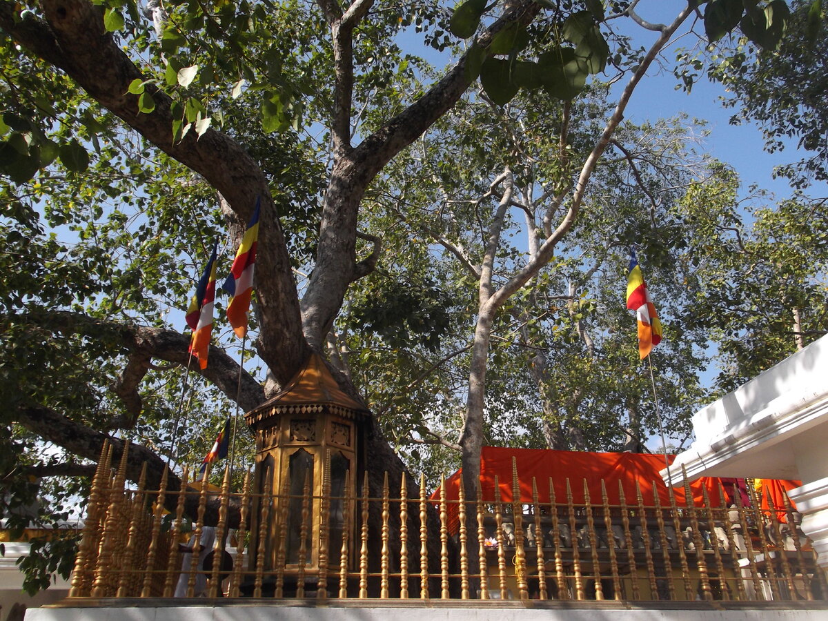 Деревья на шри ланке. Дерево Бодхи Шри Ланка. Анурадхапура Шри Ланка дерево Бодхи. Дерево Бодхи в Анурадхапуре. Джайя Шри Маха Бодхи.