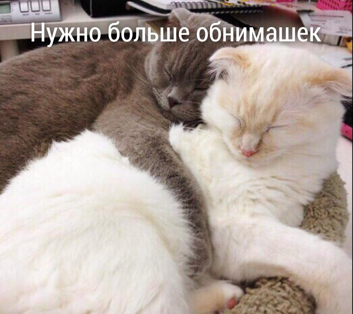 Котик обнимает