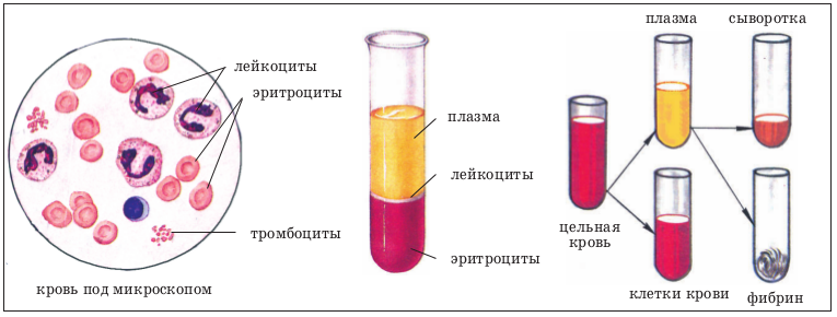 Разделение жидкой смеси клеток