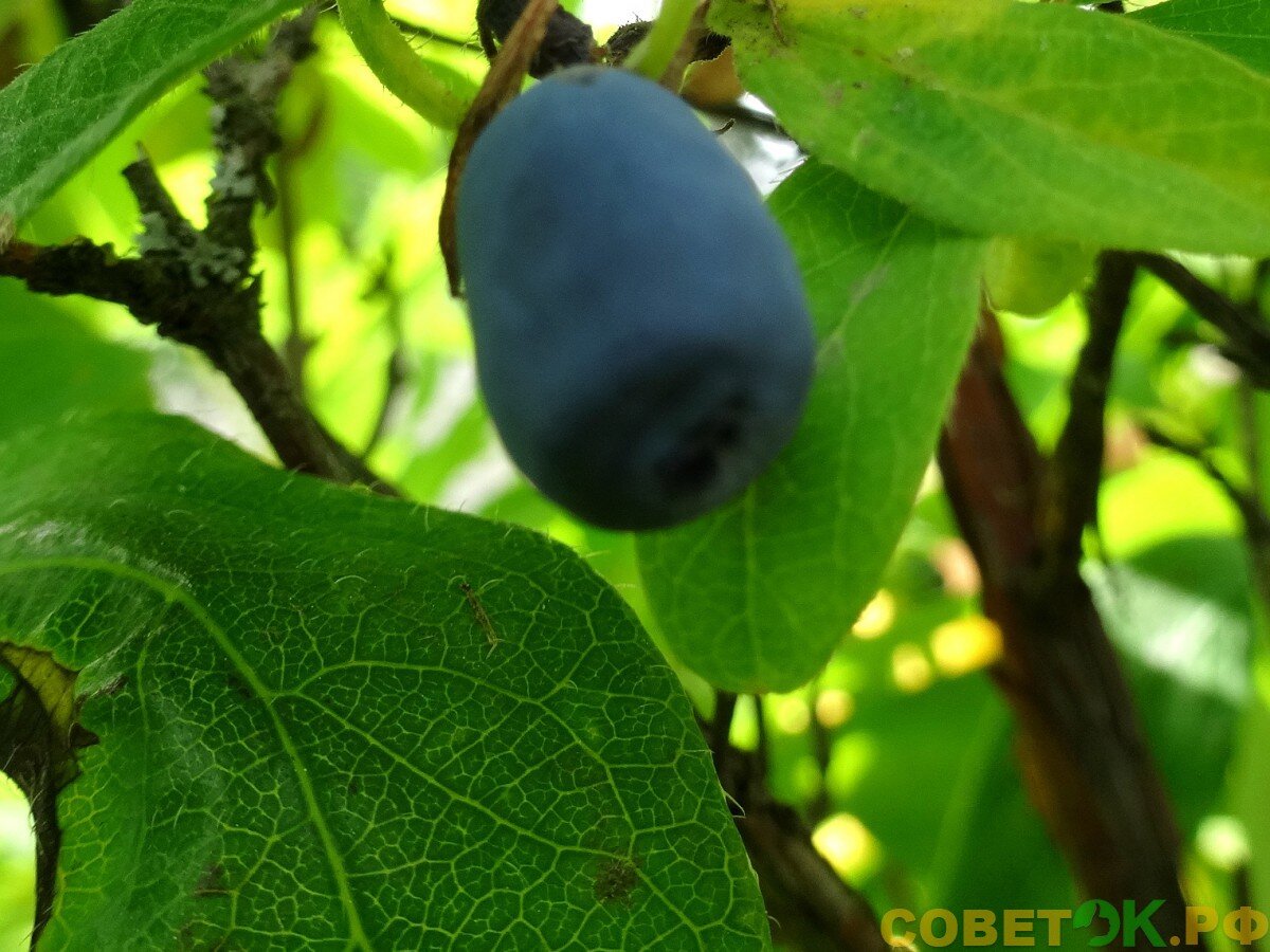  Жимолость – ягода c приятным пикантным вкусом и ароматом. Ею с  удовольствием лакомятся и дети, и взрослые.