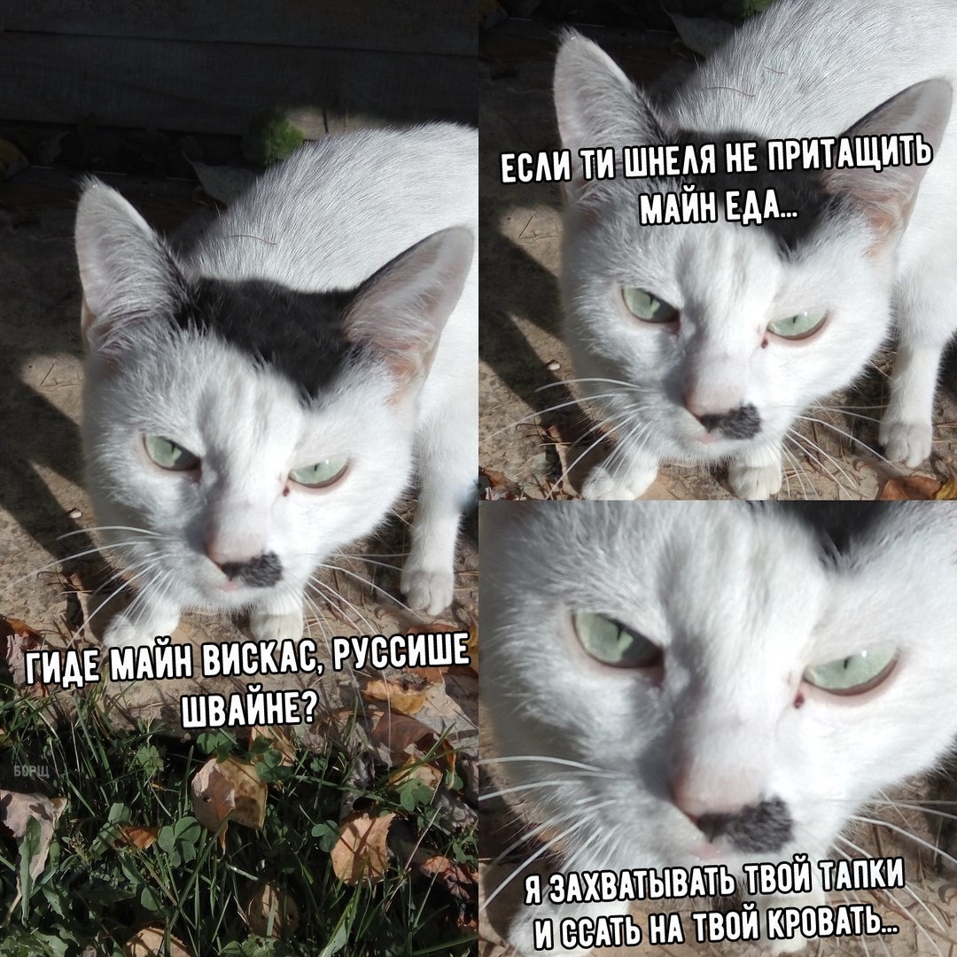 смешной котик