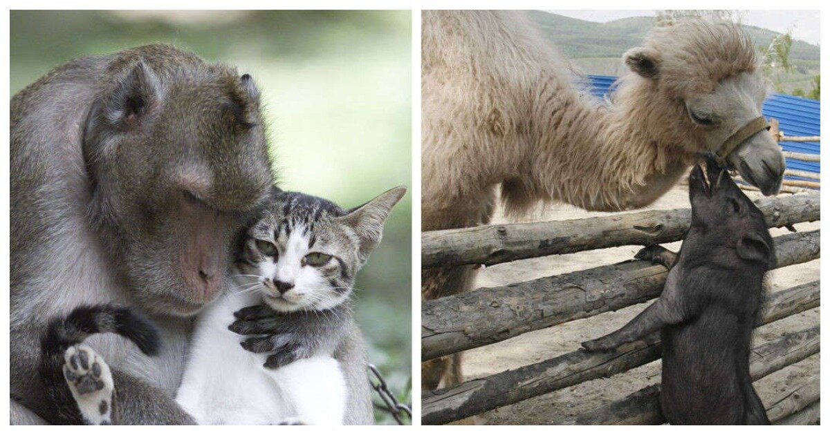 2 животных как 2 человека. Дружба животных разных видов. Необычная Дружба животных разных видов. Разные животные дружат. Межвидовая Дружба животных.
