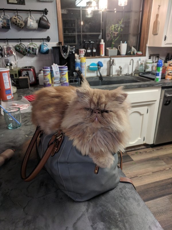 Куда мы сегодня отправимся? В ресторан?