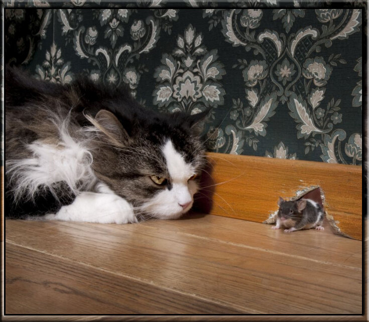 Кот поджидающий мышку