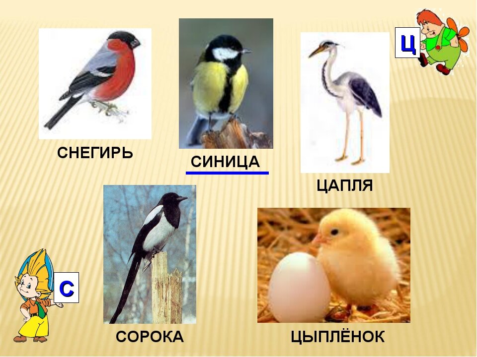 Щегол и синица. Серая цапля волгоградская область. Цапля синица. Сорока синичка. Цапля синица.