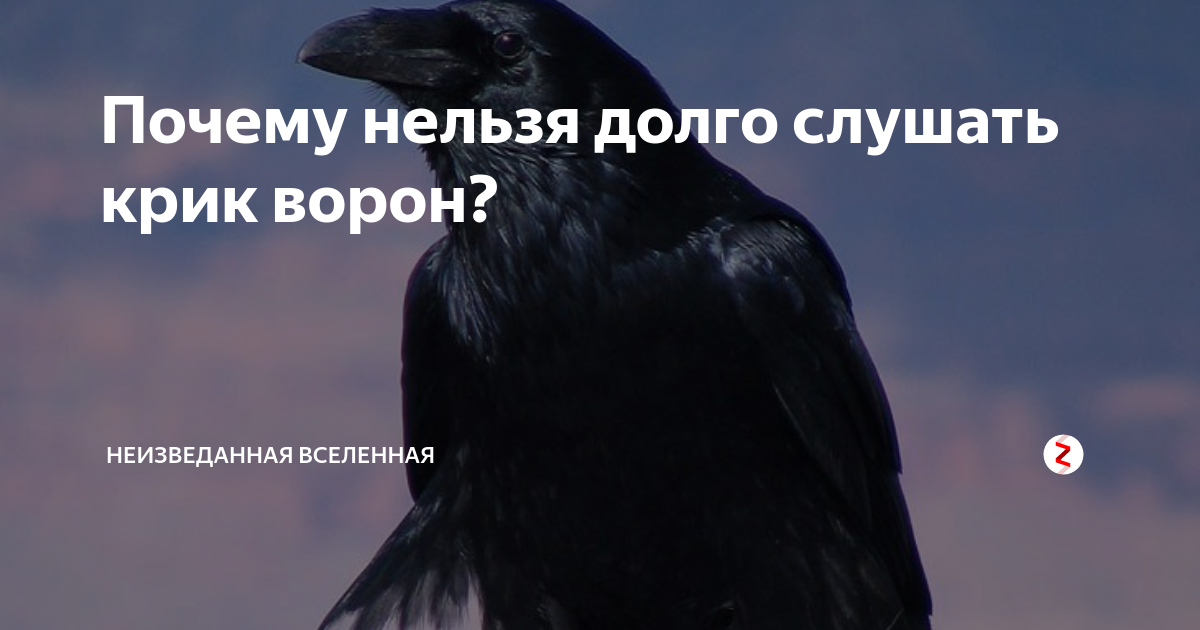 Почему нельзя долго слушать крик ворон? | Неизведанная вселенная | Дзен
