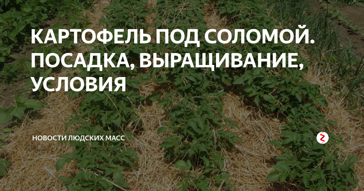 КАРТОФЕЛЬ ПОД СОЛОМОЙ. ПОСАДКА, ВЫРАЩИВАНИЕ, УСЛОВИЯ