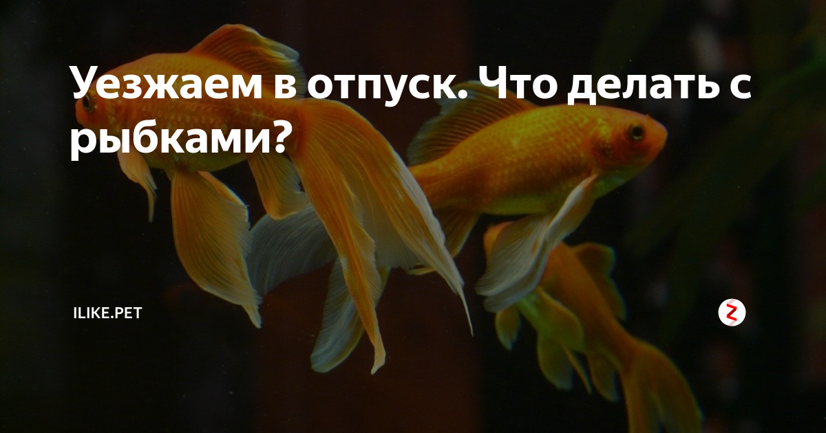 Как аквариум оставить на 2 дня без ухода? - обсуждение () на форуме unnacentr.ru