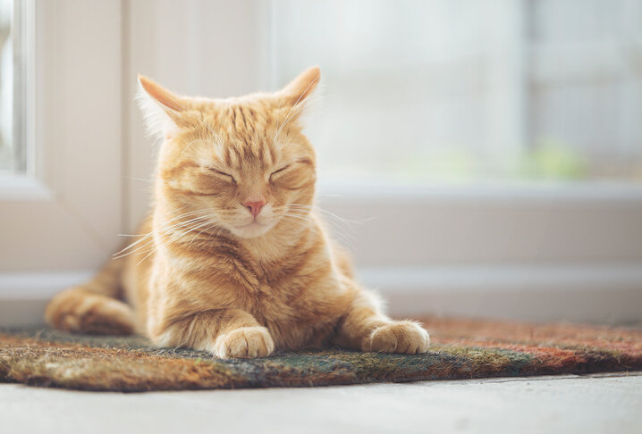 Почему кошки мурлыкают, мнут лапками и мяукают? | Топблоггерс | Дзен