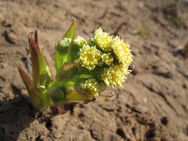 Растет на песке на берегу водохранилища
