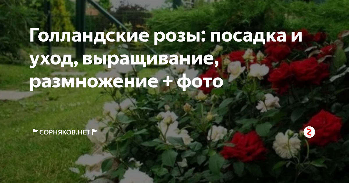 Голландские розы: посадка и уход, выращивание, размножение + фото | 🚩 ...