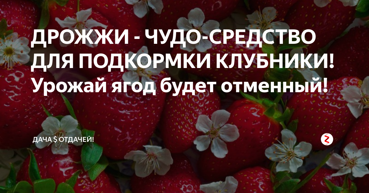 Дрожжи земляника. Дрожжевое удобрение для клубники. Удобрение клубники дрожжами. Подкормка клубники весной для большого урожая дрожжами. Дрожжевая подкормка для клубники.