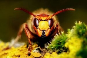 Если к вам в дом залетел шершень, то не пытайтесь выгнать его полотенцем или скрученной в рулончик газеткой. Такие действия напугают насекомого или разозлят, вследствие чего шансы быть укушенным увеличатся в разы. Как прогнать насекомое и не пострадать? Дело в том, что шершень летит на сладкий запах и, проникнув к вам в дом через маленькую щелочку в окне или через входную дверь, выбраться самостоятельно назад уже не может. В таких случаях рекомендуется накрыть насекомое стеклянной банкой. После того как шершень окажется на дне банки, накройте ее крышкой или каким-то темным плоским и прочным предметом. Насекомое поймано, вынесите его на улицу. Также ловушку можно сделать из спичечного коробка, оставив небольшую щель для того, чтобы насекомое пролезло, и положив внутрь что-то сладкое. Чтобы обезопасить себя во время поимки шершня, лучше надеть резиновые перчатки.