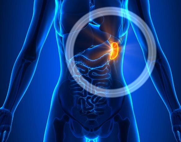 Основные функции селезенки - отфильтровывать кровь и защищать организм от патогенов. 