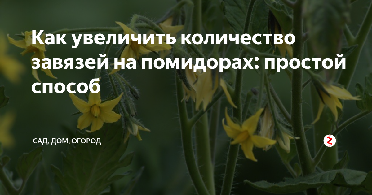 Как увеличить количество завязей на помидорах. Как увеличить количество завязей на помидорах