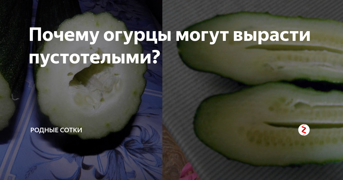 Почему огурцы пустые. Огурец пустой внутри. Пустотелые огурцы. Пустоты в огурцах. Огурец внутри.