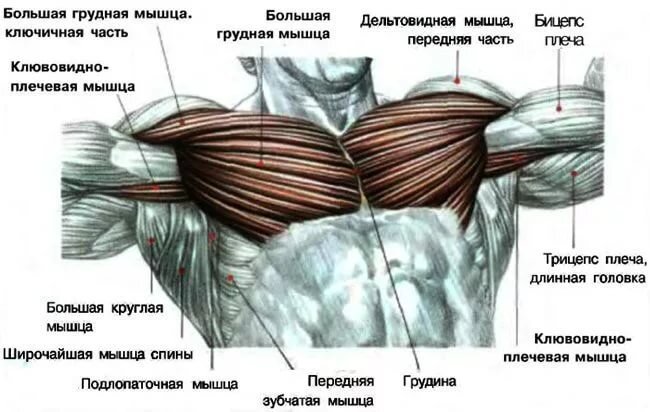  Широкая массивная грудь с крепкими выступающими пластами мышц всегда считалась атрибутом сильного уверенного в себе мужчины. При правильном подходе достичь эту цель вполне реально.-2