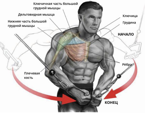 Сведения в кроссовере на грудные мышцы