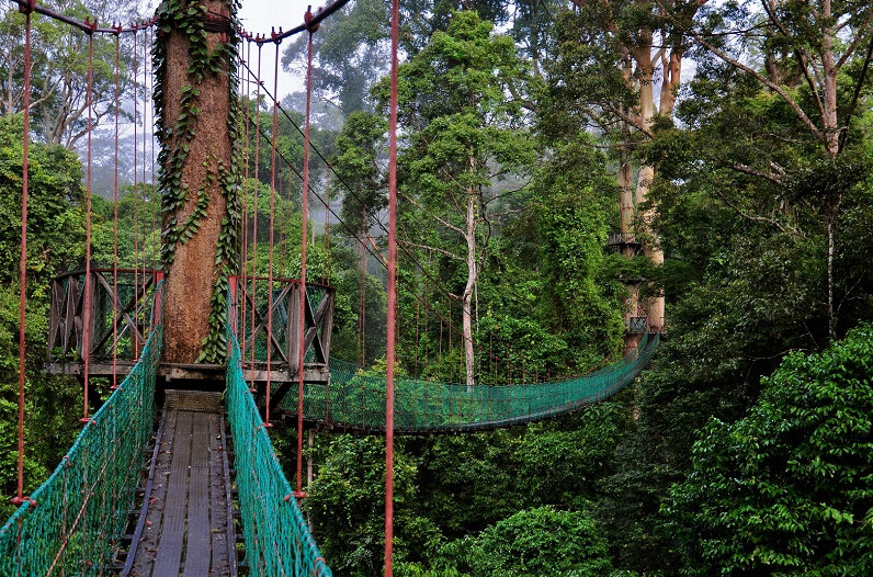 Высокие подвесные пешеходные мосты на острове Борнео