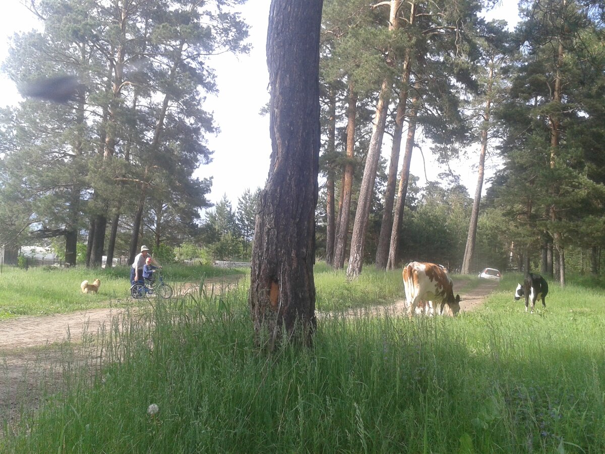 Расположена деревня в сосновом ресу , на берегу Оби.