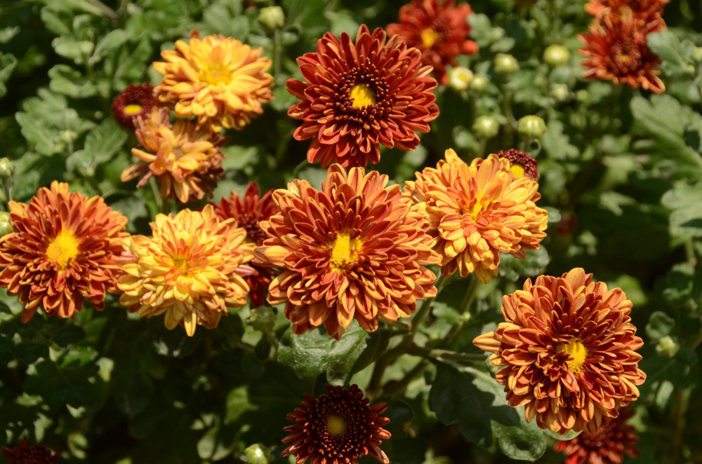 

Напомним, что бал хризантем в Никитском ботаническом саду проходит обычно с третьей декады октября до начала декабря. 