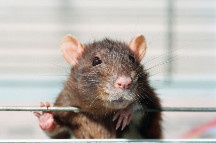 Декоративные крысы - умные, милые и совсем не страшные