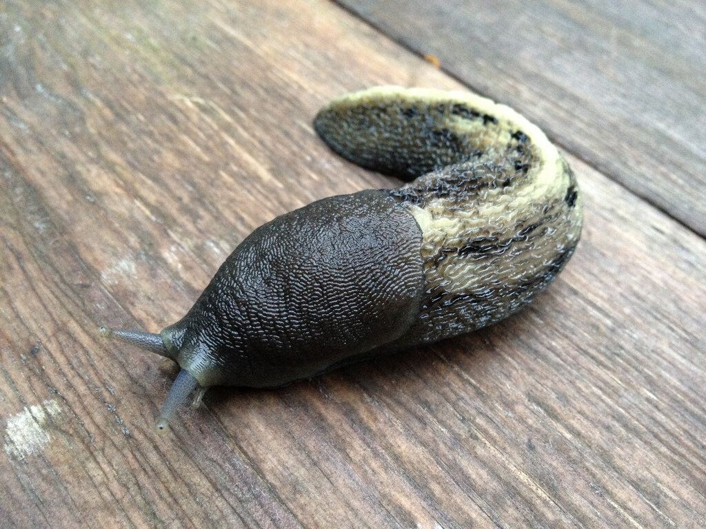 Зубастое чудовище