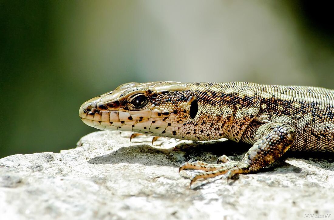 Все мужики - козлы