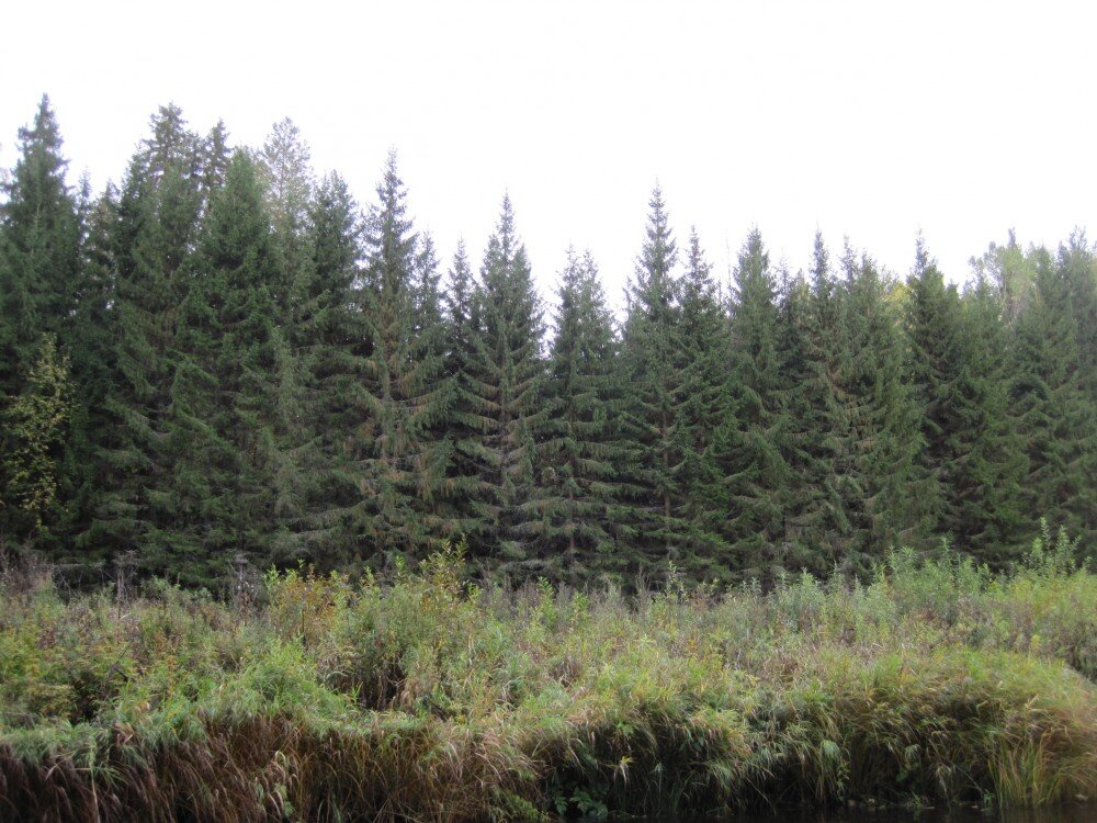 Определение в предложении. Он легко справлялся с трудными математическими задачами. Еловый лес. Еловая ветвь. Темные плотно стоящие ели отражались.