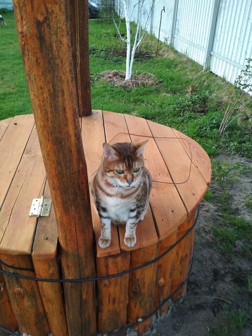 Помню, помню это когда я хотел воды попить, а ты взял и колодец закрыл. Ну я же кот, а не рыба, откуда я знаю что там глубоко.