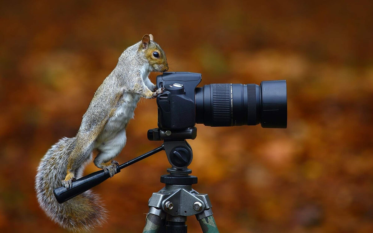  На сегодняшний день рынок фотоуслуг развивается стремительным темпом. Фотография уже давно завоевала наши сердца и стала неотъемлемой частью жизни каждого, особенно девушек.