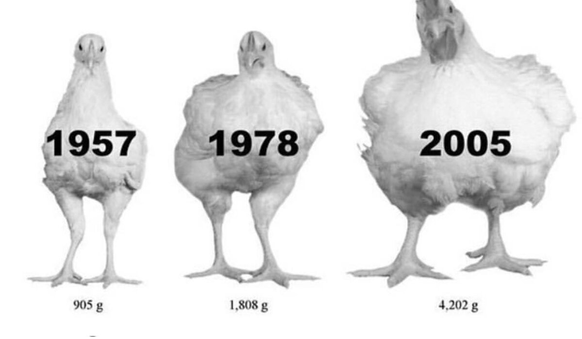 Цыплята одного вида в разные годы
