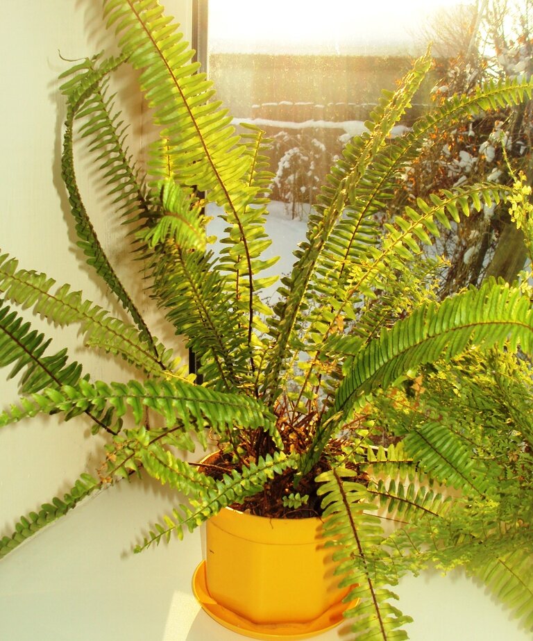 Папоротник зимой на самом солнечном подоконнике.