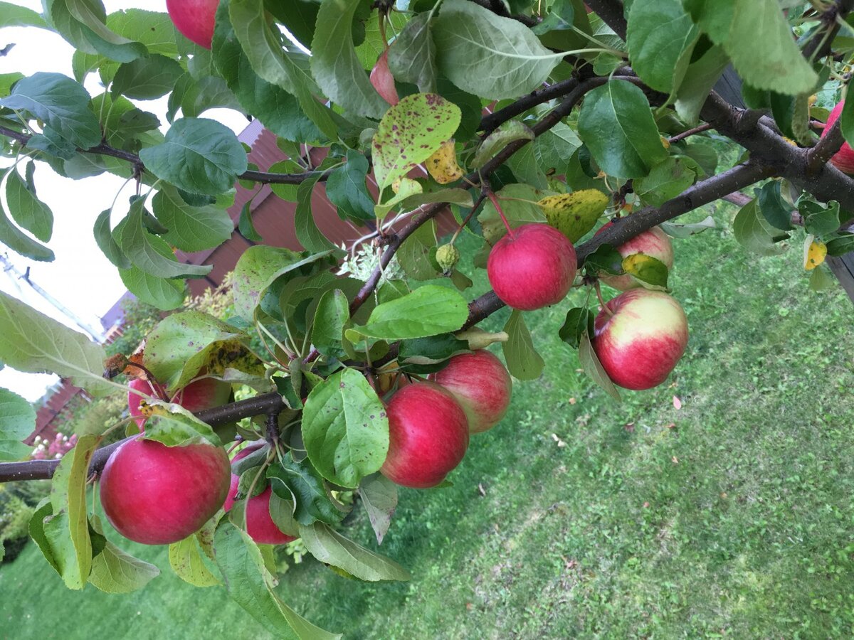 Низкорослые сорта яблонь для средней полосы. Яблоня Мельба дерево. Яблоня карликовая Мельба. Яблоня сорт: славянин.